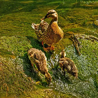 Ducks in the river